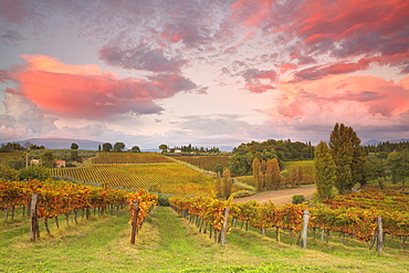 Vineyards of Sagrantino di Montefalco in autumn, Umbria, Italy, Europe