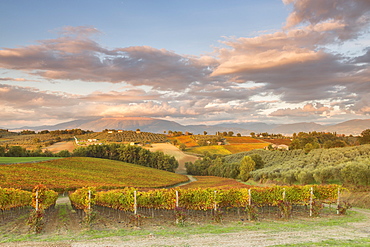 Vineyards of Sagrantino di Montefalco in autumn, Umbria, Italy, Europe