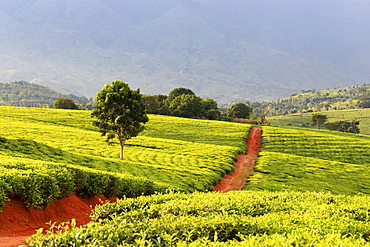 Tea crops in the south of Malawi, East Africa, Africa