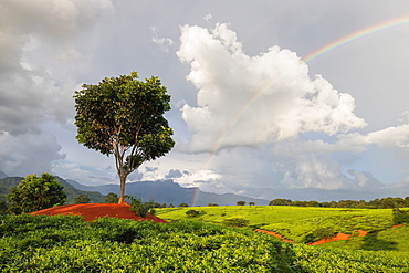 Tea crops in the south of Malawi, East Africa, Africa