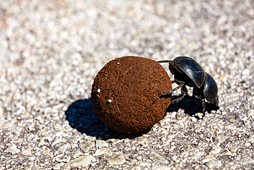 A dung beetle, rolling dung on the road, South Africa, Africa