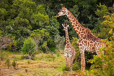 Giraffes on Safari in South Africa, in a private game reserve, South Africa, Africa