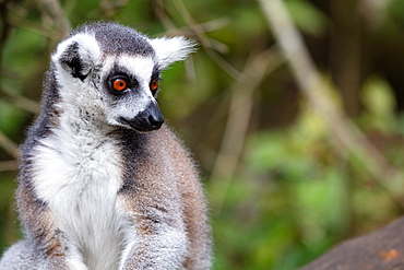 Ring Tailed Lemur in a sanctuary, South Africa, Africa