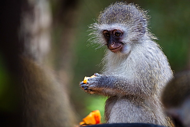 Vervet Monkey, in a South Africa Sanctuary, South Africa, Africa