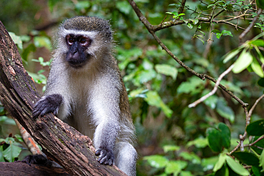 Vervet Monkey, in a South Africa Sanctuary, South Africa, Africa