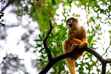 Black Capped Squirrel Monkey, South Africa, Africa