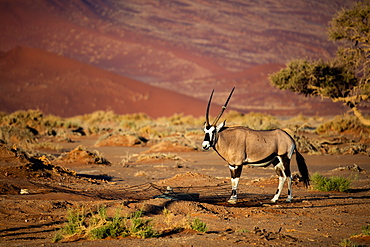 Oryx strolls through the Sossusvlei National Park, Namibia, Africa