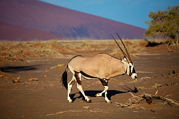 Oryx strolls through the Sossusvlei National Park, Namibia, Africa