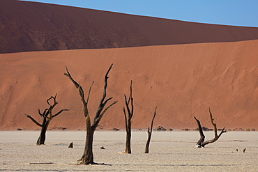 900 year old dead trees within Deadvlei amongst some of the highest dunes in the world, Sossusvlei, Namibia, Africa