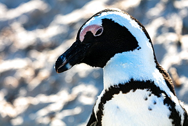 African Penguin, Boulders Beach in Cape Town, South Africa, Africa