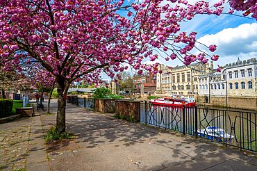 Spring cherry blossom by the River Ouse, City of York, North Yorkshire