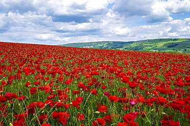 Beautiful red poppies set in the Derbyshire countryside, Baslow, Derbyshire, England, United Kingdom, Europe