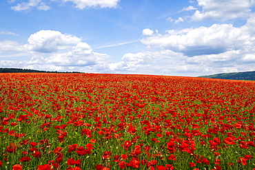 Red poppies set in the Derbyshire countryside, Baslow, Derbyshire, England, United Kingdom, Europe