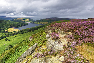 Bamford Edge with heather overlooking Ladybower reservoir, Bamford, Derbyshire, England, United Kingdom, Europe