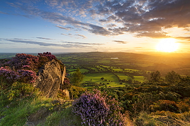 Sunrise with heather over Croker Hill and Macclesfield, Cheshire, England, United Kingdom, Europe