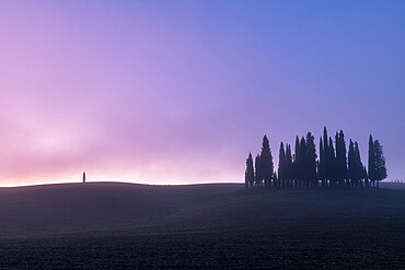 Copse of pencil pines with single tree with mist, San Quirico d'Orcia, Val d'Orcia, UNESCO World Heritage Site, Tuscany, Italy, Europe