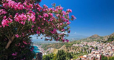 Panoramic view over the town from the Greek Theatre, pink oleander bush in foreground, Taormina, Messina, Sicily, Italy, Mediterranean, Europe