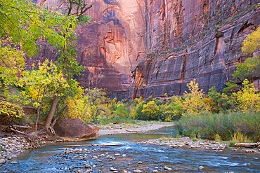 View across the Virgin River to the red sandstone cliffs of the Temple of Sinawava, autumn, Zion National Park, Utah, United States of America, North America