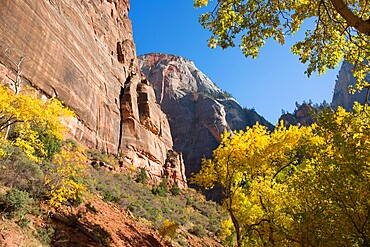 The summit of Cable Mountain framed by golden autumn foliage, Zion National Park, Utah, United States of America, North America