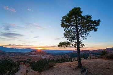 Pine tree on clifftop above the Queen's Garden near Sunrise Point, sunrise, Bryce Canyon National Park, Utah, United States of America, North America