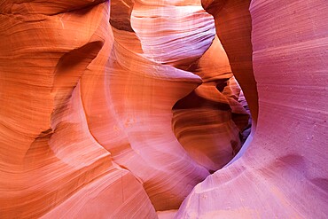 The colourful Navajo sandstone walls of Lower Antelope Canyon, sculpted by water into abstract patterns, Page, Arizona, United States of America, North America