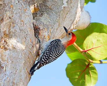 Adult male red-bellied woodpecker (Melanerpes carolinus), clinging to tree, Key Vaca, Marathon, Florida Keys, Florida, United States of America, North America