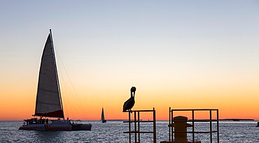 View across the Gulf of Mexico, sunset, brown pelican prominent, Mallory Square, Old Town, Key West, Florida Keys, Florida, United States of America, North America