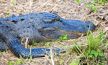 American alligator (Alligator mississippiensis), at rest beside the Anhinga Trail, Everglades National Park, Florida, United States of America, North America