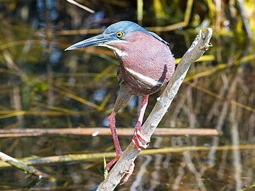 Green heron (Butorides virescens), perching over water beside the Anhinga Trail, Everglades National Park, Florida, United States of America, North America