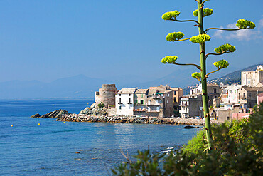 View across bay to village houses and ruined 16th century Genoese watchtower, Erbalunga, Cap Corse, Haute-Corse, Corsica, France, Mediterranean, Europe