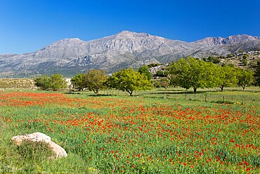 View across field of wild poppies to Mount Dikti, near Tzermiado, Lasithi Plateau, Lasithi (Lassithi), Crete, Greek Islands, Greece, Europe