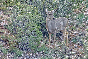 A Mule Deer native to Arizona roaming the forest near Prescott, Arizona, United States of America, North America