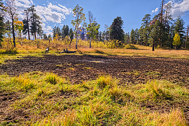 Greenland Lake reduced to a mud hole, Grand Canyon North Rim, UNESCO, Arizona, United States of America