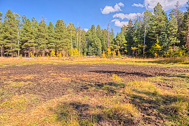 Greenland Lake reduced to a mud hole, Grand Canyon North Rim, UNESCO, Arizona, United States of America