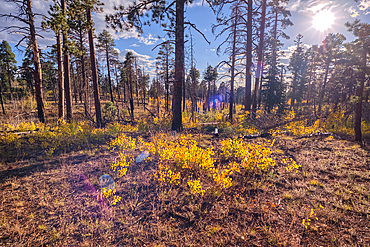 A burned section of forest being taken over by young Aspen trees in Autumn colors east of Greenland Lake at Grand Canyon North Rim Arizona.