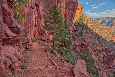 The Red Wall of sandstone east of Supai Tunnel on North Kaibab Trail, Grand Canyon North Rim, UNESCO, Arizona, United States of America