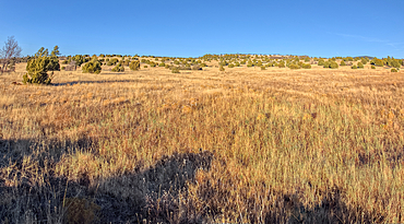 Golden grassland prairie near sundown in Coconino National Forest of Arizona.