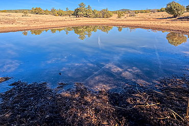 A cattle pond in Coconino National Forest of Arizona known as Rarick Tank.