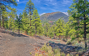 View of Sunset Crater Volcano from the east slope of the Lenox Crater Trail, the dark gray soil is volcanic pumice, Arizona, United States of America, North America