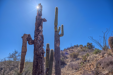 A Saguaro covered scenic ridge overlooking the Agua Fria River in the Agua Fria National Monument of Arizona.