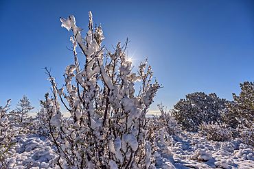 Snow covered landscape from a late winter storm in Chino Valley Arizona.