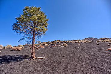 Lone Pine Tree in a volcanic valley in Coconino National Forest near Sunset Crater National Monument of Arizona.