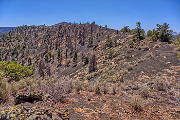 Volcanic cinder hills in Coconino National Forest near Sunset Crater National Monument of Arizona.