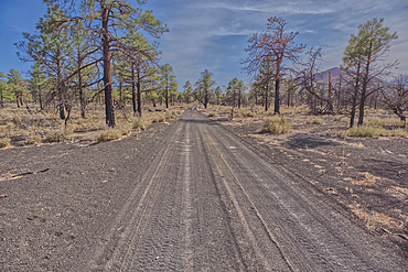 Fire Road 546 where it branches off from Sunset Crater National Monument into Coconino National Forest of Arizona.