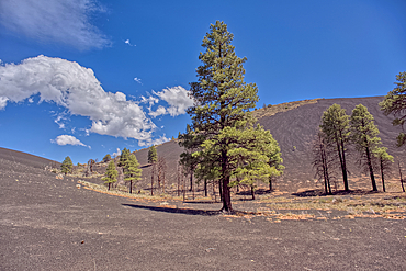 Volcanic cinder hills in Coconino National Forest near Sunset Crater National Monument of Arizona.