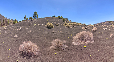 Volcanic cinder hills in Coconino National Forest near Sunset Crater National Monument of Arizona.