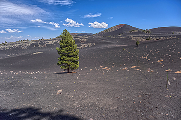 Lone Pine Tree in a volcanic valley in Coconino National Forest near Sunset Crater National Monument of Arizona.