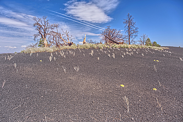 Burned trees on a Volcanic cinder rim in Coconino National Forest near Sunset Crater National Monument of Arizona.