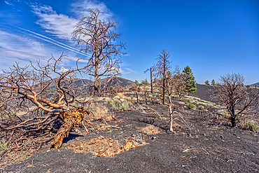 Burned trees on a Volcanic cinder rim in Coconino National Forest near Sunset Crater National Monument of Arizona.