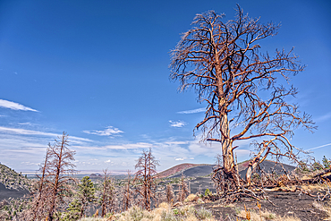 Burned trees on a Volcanic cinder rim in Coconino National Forest near Sunset Crater National Monument of Arizona.